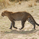 Illustration for article titled Out of Africa. More Leopards.